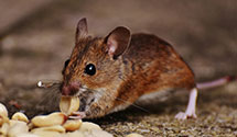24 Hour & Emergency Exterminators in Cedar River, MI